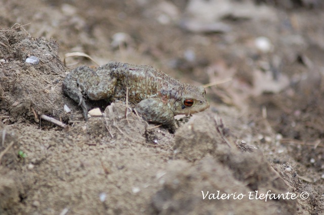 Bufo bufo @ Ctr. Feudozzo (Castel di Sangro)